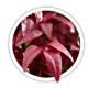 Леукотоє Leucothoe