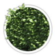 Бирючина Ligustrum