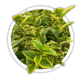 Бирючина овальнолиста / Ligustrum ovalifolium
