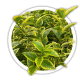 Бирючина овальнолиста / Ligustrum ovalifolium