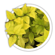 Бирючина гібридна / Ligustrum х