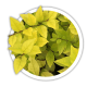 Бирючина гібридна / Ligustrum х Бирючина гібридна / Ligustrum х