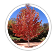 Ліквідамбр Liquidambar