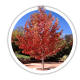 Ліквідамбр Liquidambar