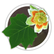 Тюльпанове дерево/Ліріодендрон Liriodendron tulipifera