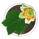 Тюльпанове дерево/Ліріодендрон Liriodendron tulipifera Тюльпанове дерево/Ліріодендрон Liriodendron tulipifera
