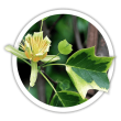Тюльпанове дерево Ліріодендрон Liriodendron tulipifera