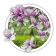 Магнолія Magnolia