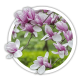 Магнолія Magnolia Магнолія Magnolia
