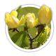 Магнолія бруклінська Магнолія бруклінська