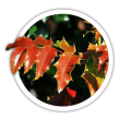 Магонія Mahonia