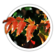 Магонія Mahonia Магонія Mahonia