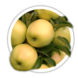 Яблуня колоновидна