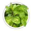 М'ята гібридна / Mentha hybrid