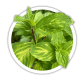 М'ята гібридна / Mentha hybrid М'ята гібридна / Mentha hybrid