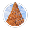 Метасеквоя Metasequoia