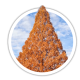 Метасеквоя Metasequoia Метасеквоя Metasequoia