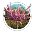 Мигдаль Prunus triloba