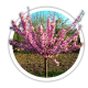 Мигдаль Prunus triloba Мигдаль Prunus triloba