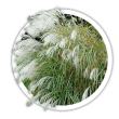 Міскантус  Miscanthus