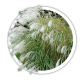 Міскантус Miscanthus Міскантус Miscanthus
