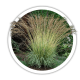 Молінія Molinia Молінія Molinia
