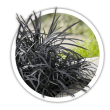 Офіопогон  Ophiopogon