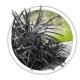 Офіопогон Ophiopogon Офіопогон Ophiopogon