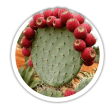 Кактус морозостійкий  Опунція Opuntia