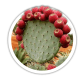 Кактус морозостійкий Опунція Opuntia Кактус морозостійкий Опунція Opuntia