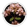 Душиця  Origanum