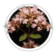 Душиця Origanum Душиця Origanum