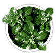 Пахісандра  Pachysandra