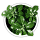 Пахісандра Pachysandra Пахісандра Pachysandra