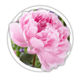 Півонія Paeonia