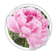 Півонія Paeonia Півонія Paeonia