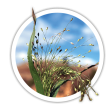 Просо  Panicum