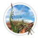 Просо Panicum