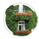 Виноград дівочий / Parthenocissus