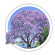 Павловнія Paulownia