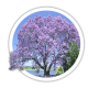 Павловнія Paulownia Павловнія Paulownia