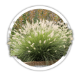 Пенісетум  Pennisetum
