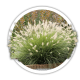 Пенісетум Pennisetum Пенісетум Pennisetum