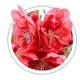 Персик декоративний на штамбі / Prunus persica Персик декоративний на штамбі / Prunus persica