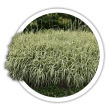 Фаляріс Phalaris