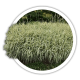 Фаляріс Phalaris Фаляріс Phalaris