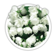 Чубушник Жасмін Philadelphus
