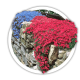 Флокс Phlox Флокс Phlox