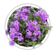 Флокс лежачий