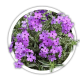 Флокс лежачий Флокс лежачий